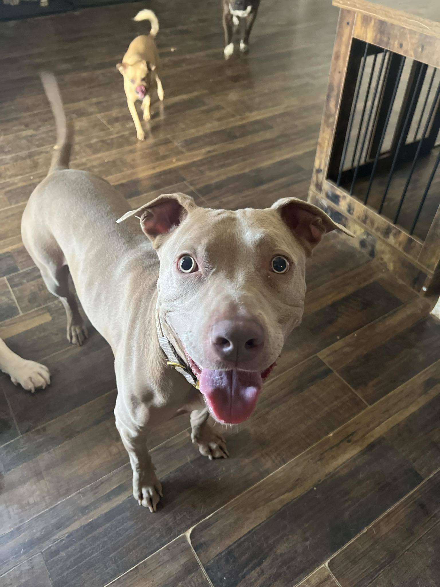 Bernie, an adoptable Pit Bull Terrier, American Staffordshire Terrier in Arlee, MT, 59821 | Photo Image 2