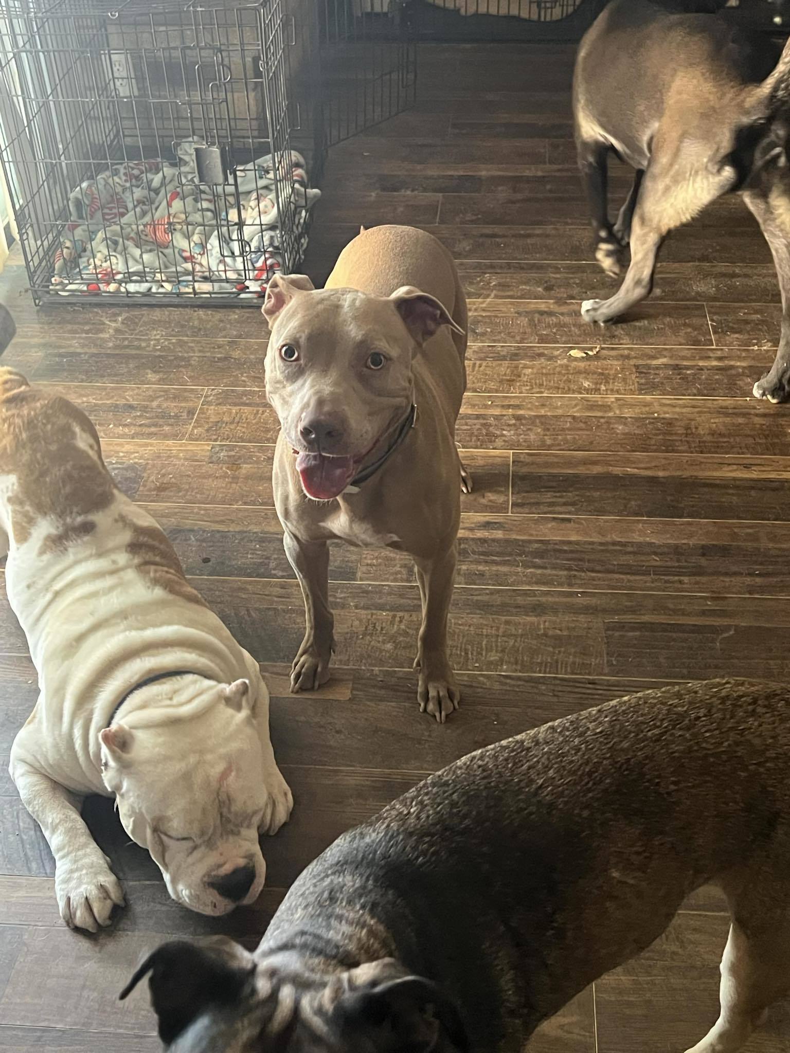 Bernie, an adoptable Pit Bull Terrier, American Staffordshire Terrier in Arlee, MT, 59821 | Photo Image 3