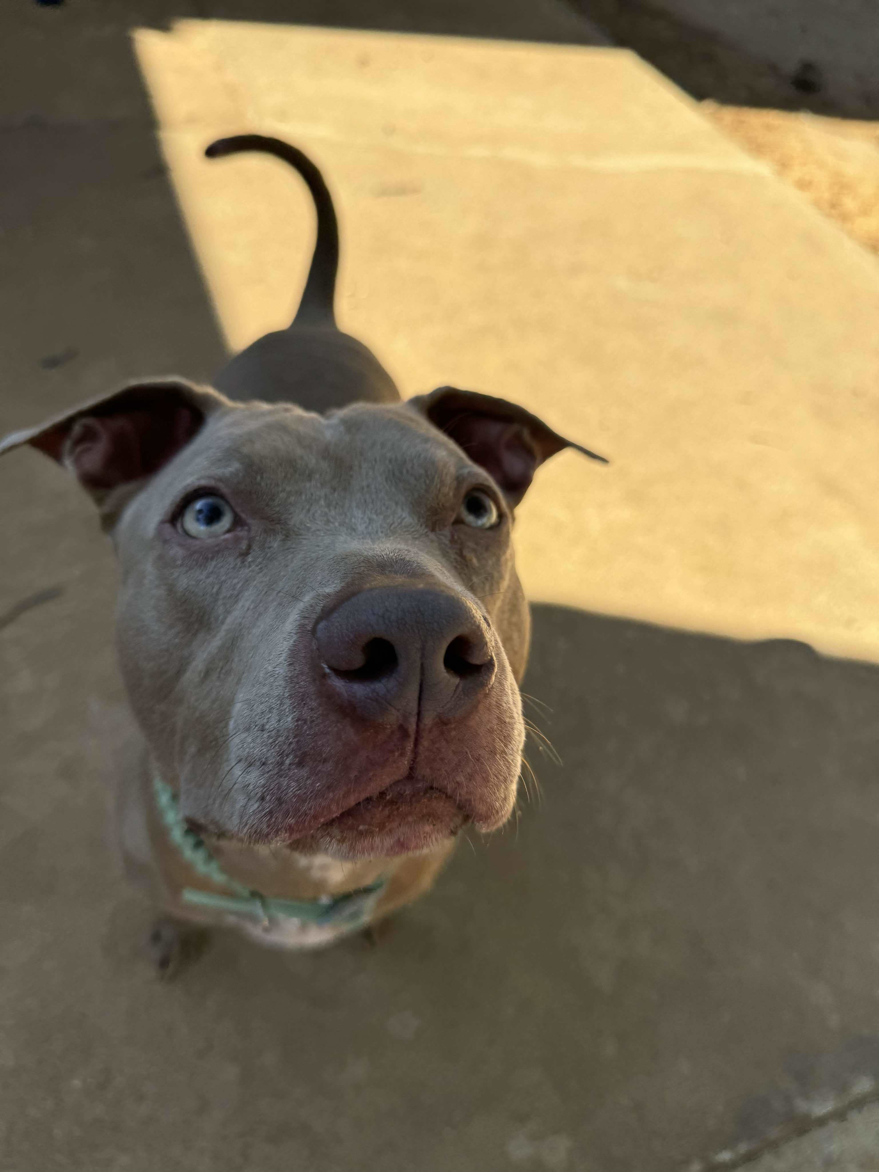 Bernie, an adoptable Pit Bull Terrier, American Staffordshire Terrier in Arlee, MT, 59821 | Photo Image 4