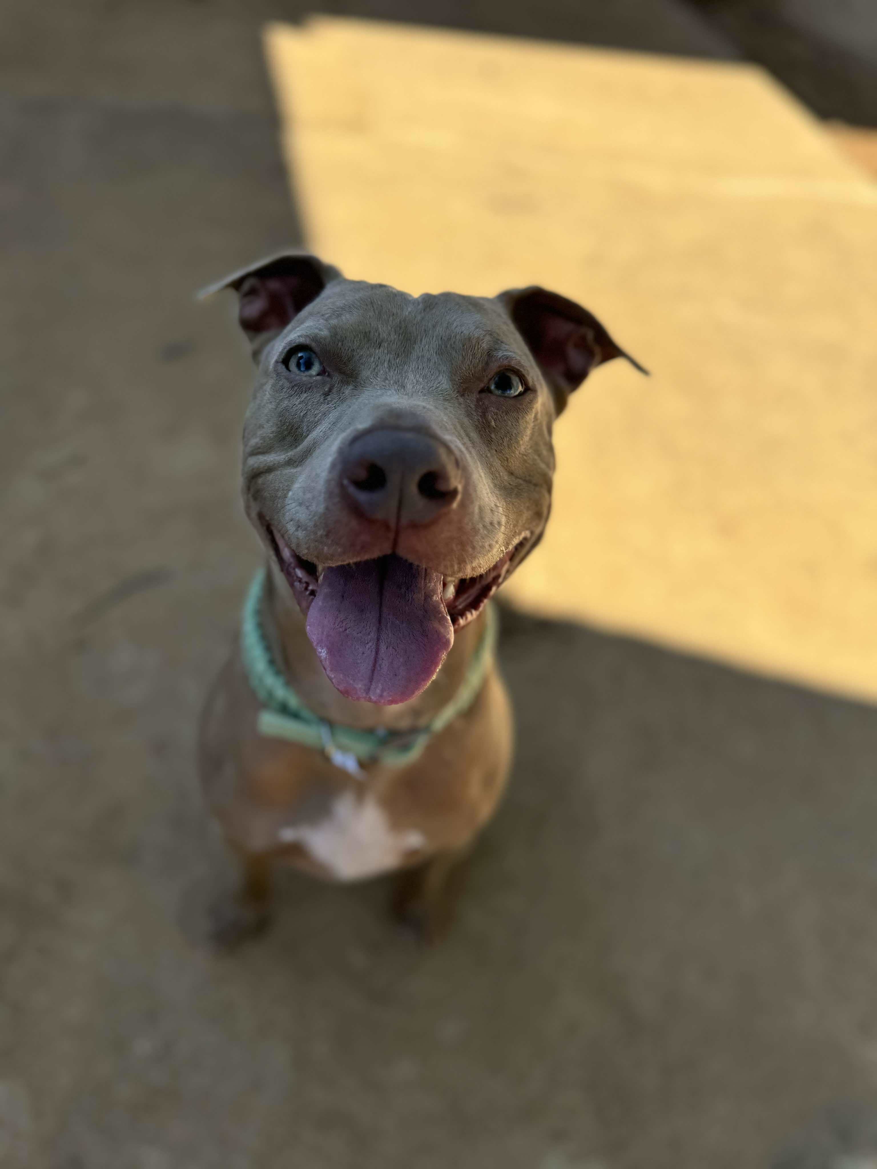 Bernie, an adoptable Pit Bull Terrier, American Staffordshire Terrier in Arlee, MT, 59821 | Photo Image 5