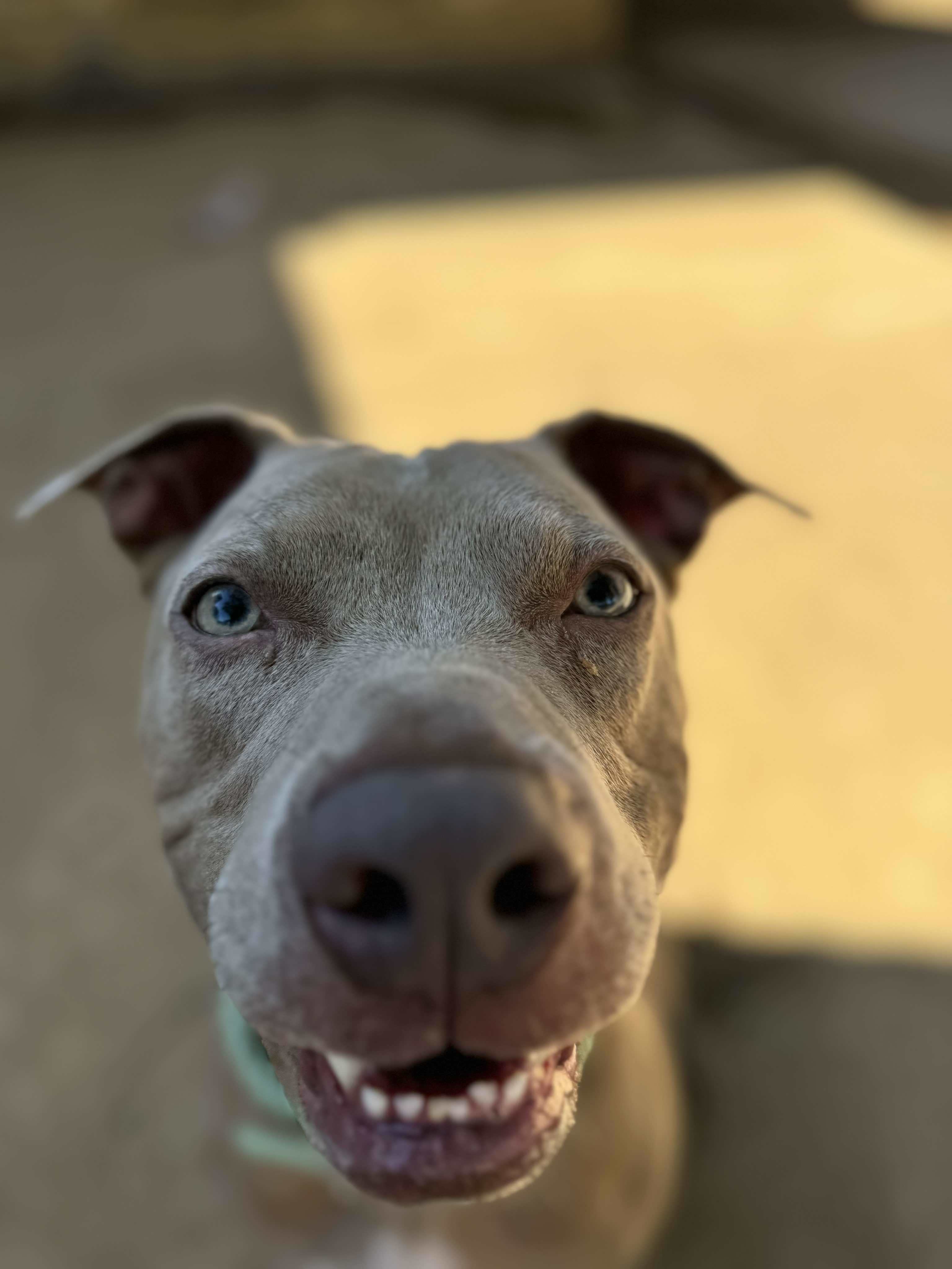 Bernie, an adoptable Pit Bull Terrier, American Staffordshire Terrier in Arlee, MT, 59821 | Photo Image 6