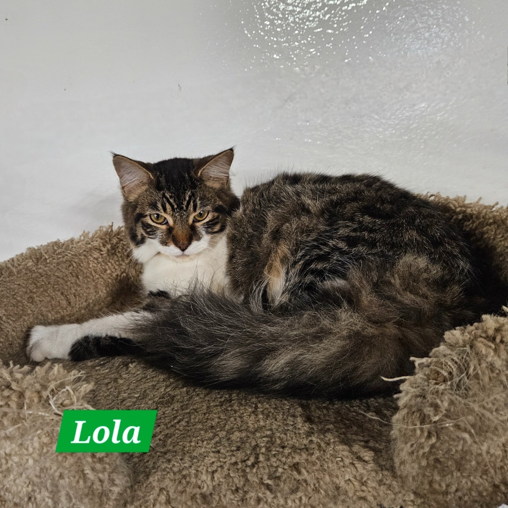 Lola