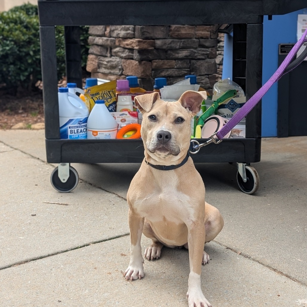 Pippa 01-1426