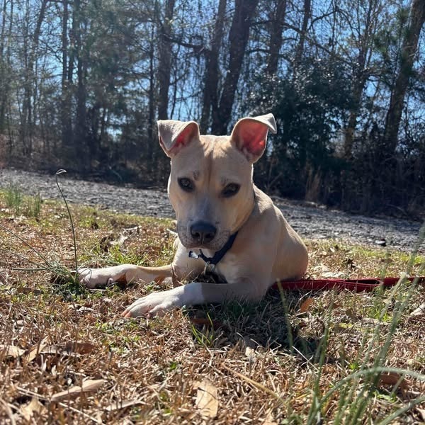 Pippa 01-1426
