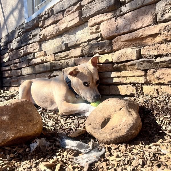 Pippa 01-1426