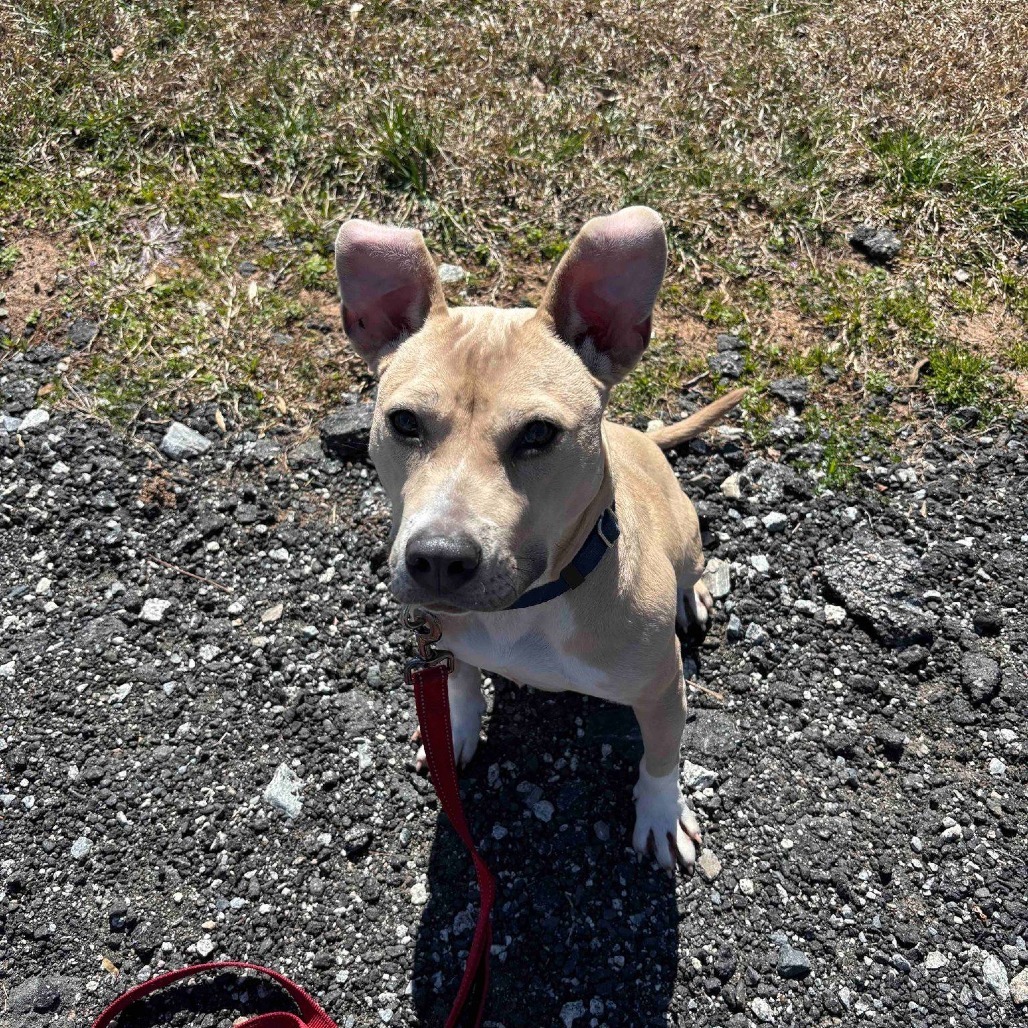 Pippa 01-1426