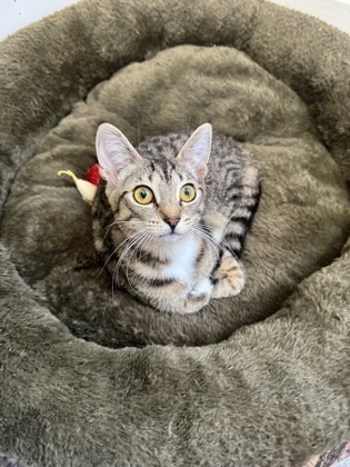 Bunny, an adoptable Domestic Short Hair in Port Saint Joe, FL, 32456 | Photo Image 1
