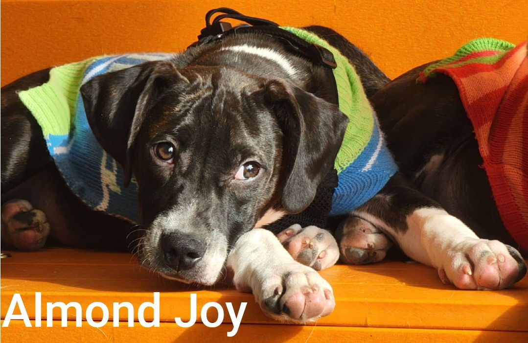 Almond Joy