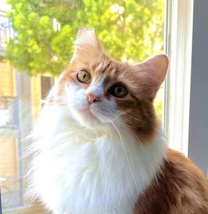 Disky (bonded w/ Karaoke), Adult Female Domestic Medium Hair