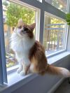 Disky (bonded w/ Karaoke) photo 3