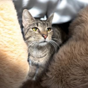 Belle, Senior Female unknown