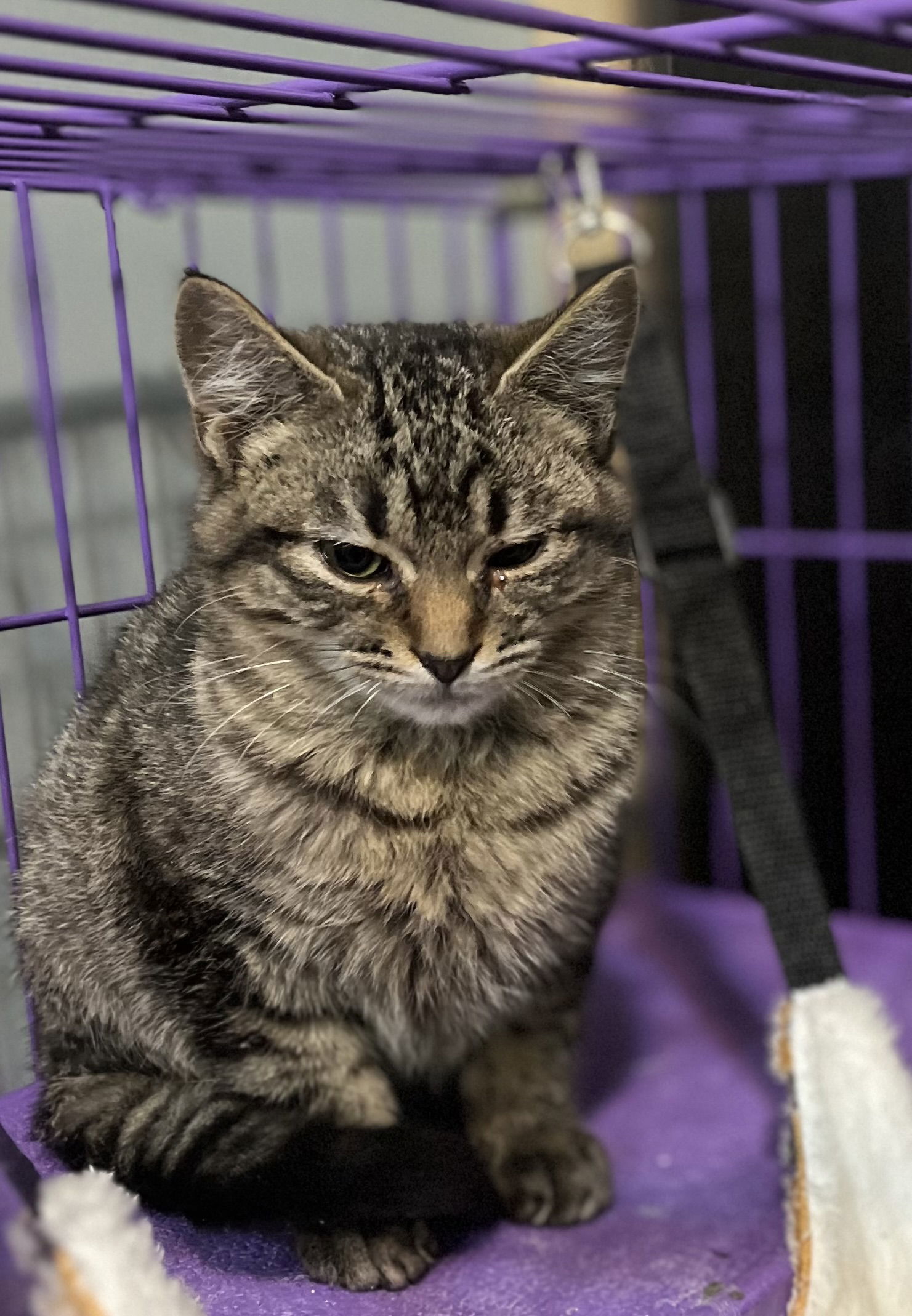 Aleister, an adoptable Domestic Short Hair in Zimmerman, MN, 55398 | Photo Image 1