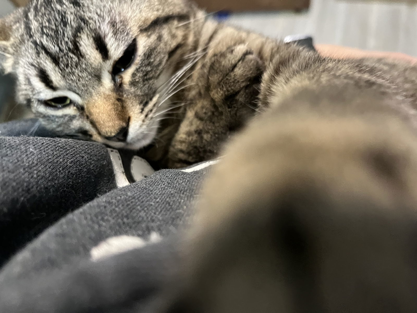 Aleister, an adoptable Domestic Short Hair in Zimmerman, MN, 55398 | Photo Image 2
