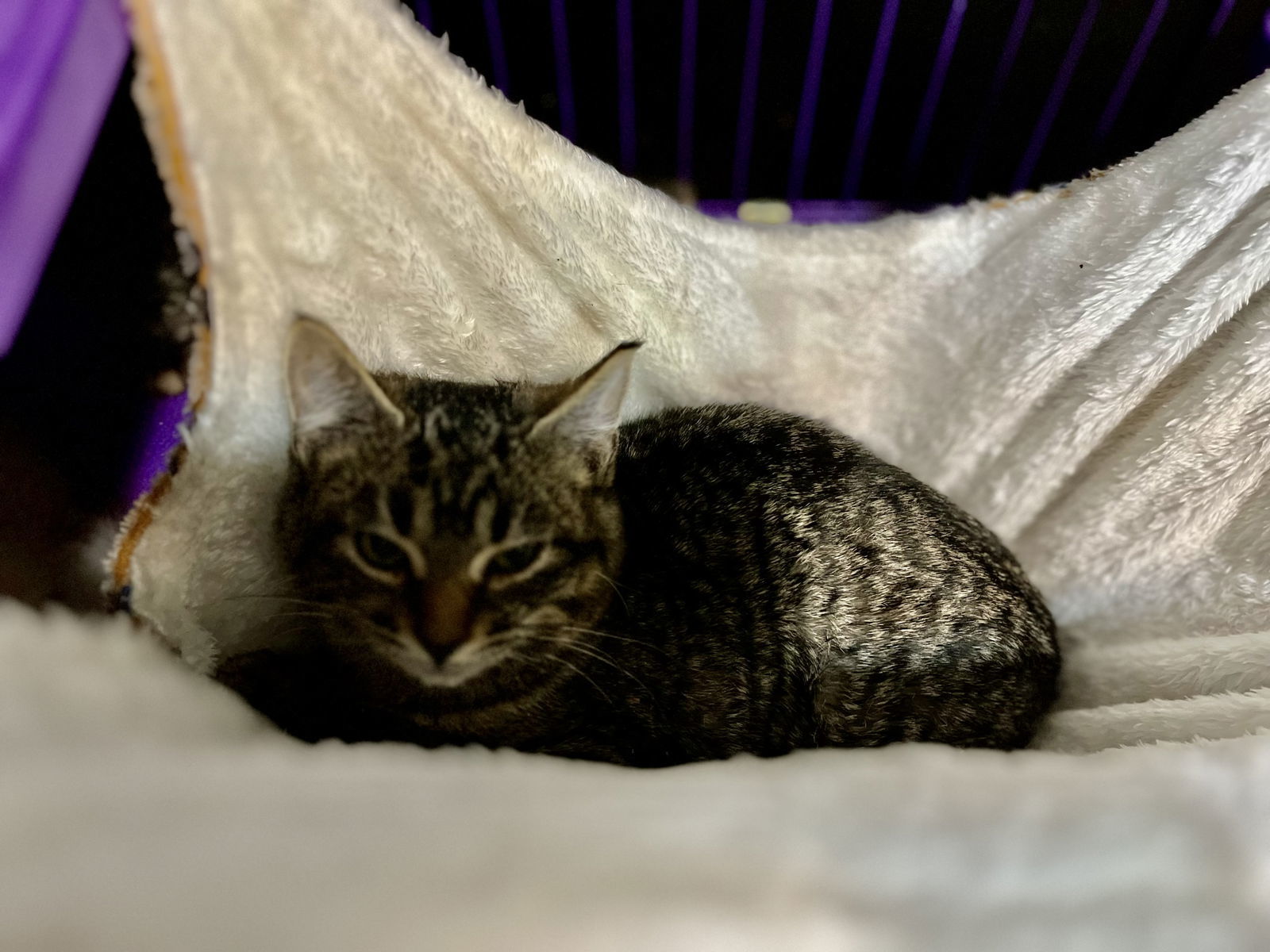 Aleister, an adoptable Domestic Short Hair in Zimmerman, MN, 55398 | Photo Image 3