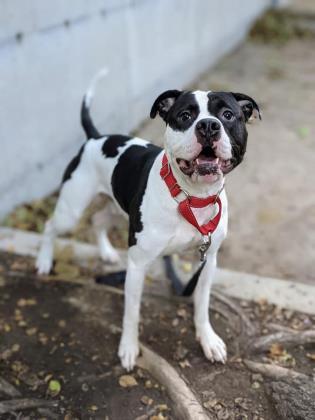 Lucky, an adoptable Mixed Breed in Montreal, QC, H4P 1X4 | Photo Image 1
