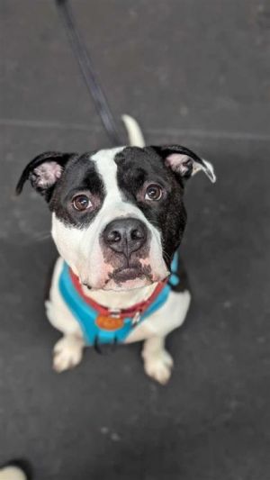 Lucky, Young Male Mixed Breed