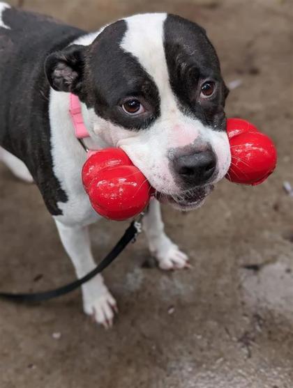 Lucky, an adoptable Mixed Breed in Montreal, QC, H4P 1X4 | Photo Image 2