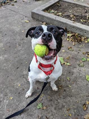Lucky, an adoptable Mixed Breed in Montreal, QC, H4P 1X4 | Photo Image 3