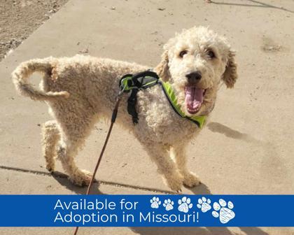 Daisy - Missouri