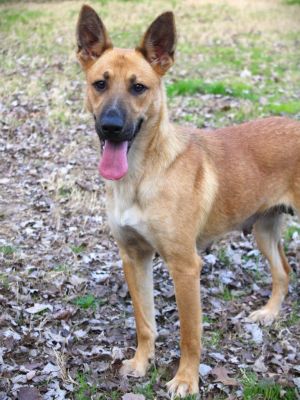 Pickles, Adult Female Shepherd