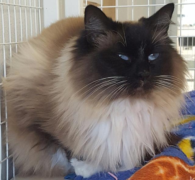 Sadie Mae, an adoptable Himalayan in Brookings, OR, 97415 | Photo Image 1