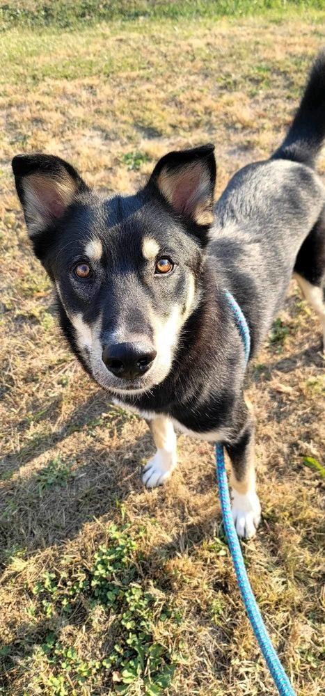 AC Rocky I ( Husky Mix )