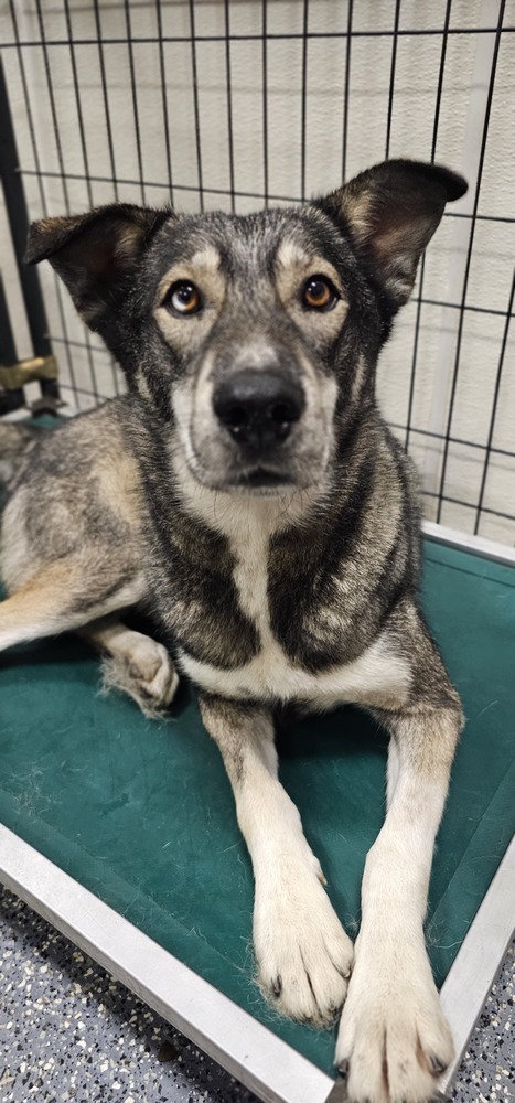 AC Rocky I ( Husky Mix )