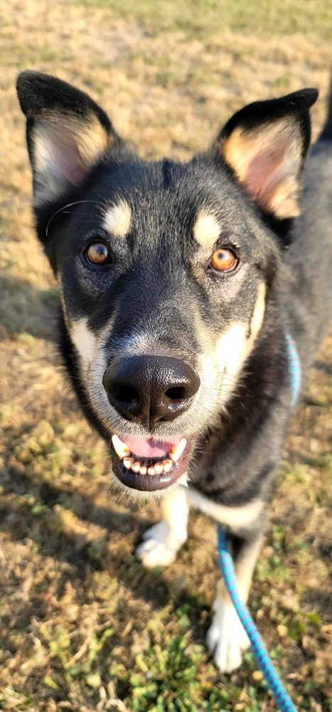AC Rocky I ( Husky Mix ) 2