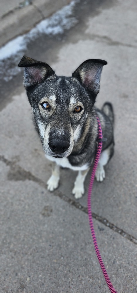 AC Rocky I ( Husky Mix )
