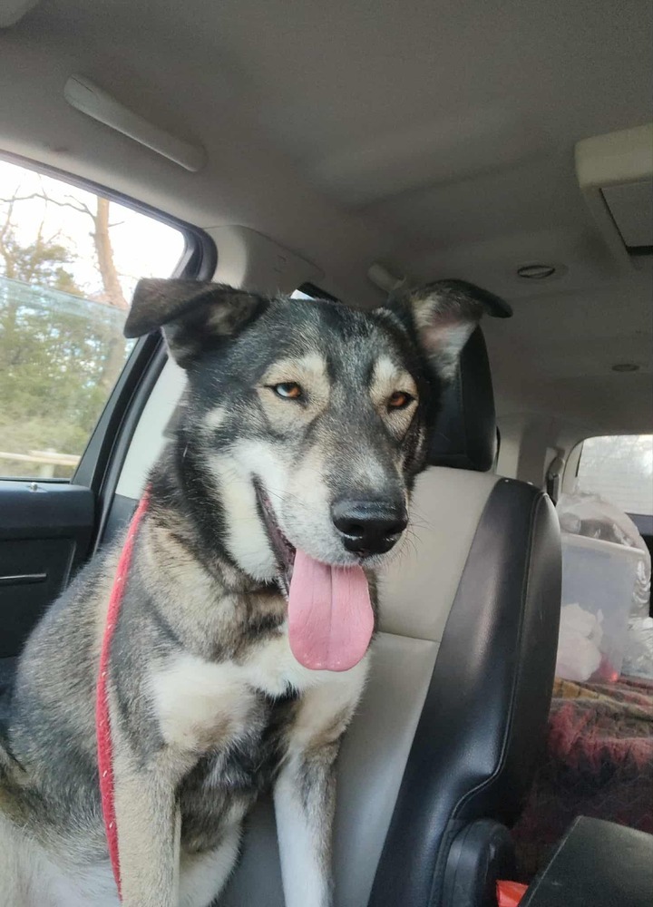 AC Rocky I ( Husky Mix )
