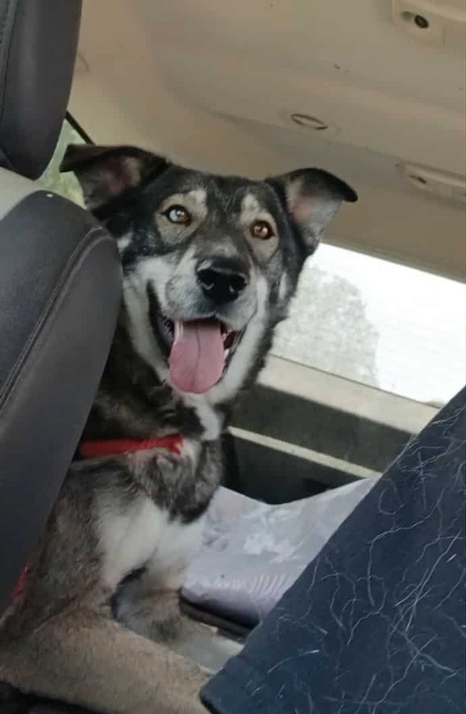 AC Rocky I ( Husky Mix )