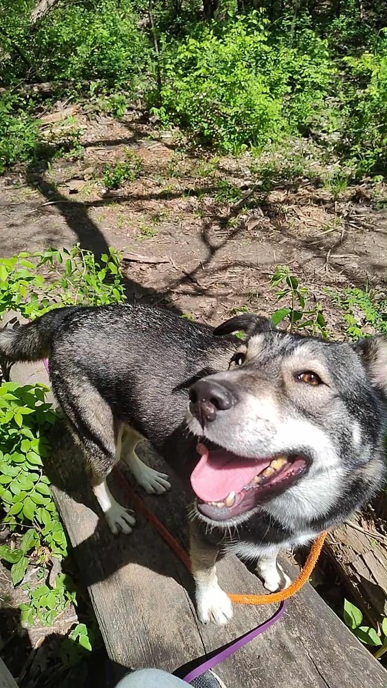 AC Rocky I ( Husky Mix )