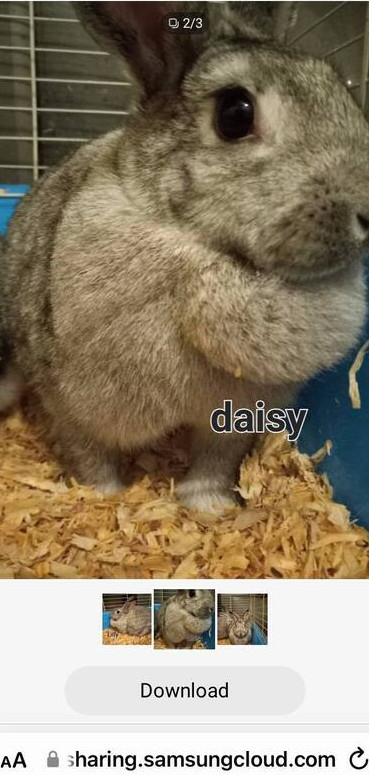 AC Daisy