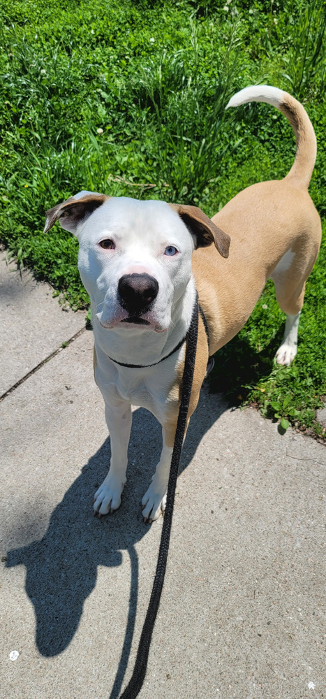 AC Homie, an adoptable Boxer, Pit Bull Terrier in Fremont, NE, 68025 | Photo Image 1