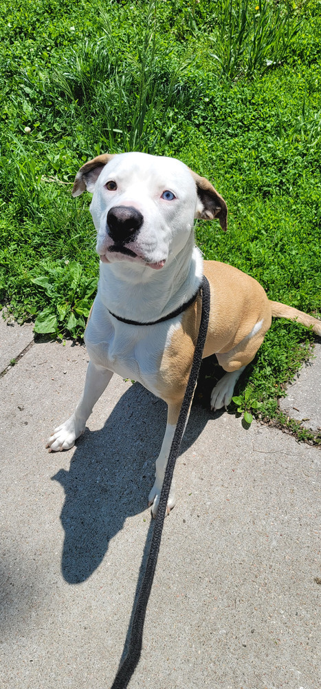 AC Homie, an adoptable Boxer, Pit Bull Terrier in Fremont, NE, 68025 | Photo Image 2