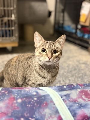 AC Cadance, Adult Female Domestic Short Hair