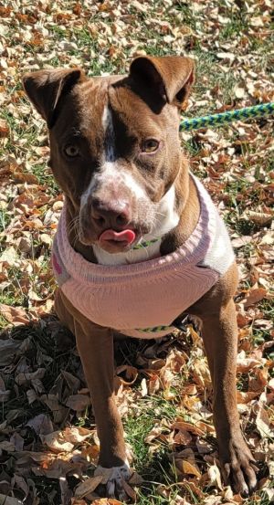 AC Annie, Adult Female Pointer