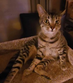 AC Sasha (Hormel), Adult Female Domestic Short Hair