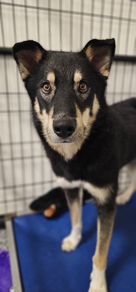 AC Harvey, an adoptable Husky, German Shepherd Dog in Fremont, NE, 68025 | Photo Image 1