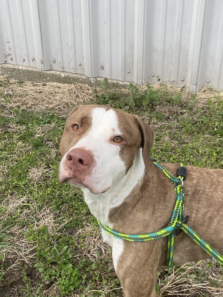 AC Jack, an adoptable Labrador Retriever, Catahoula Leopard Dog in Fremont, NE, 68025 | Photo Image 1