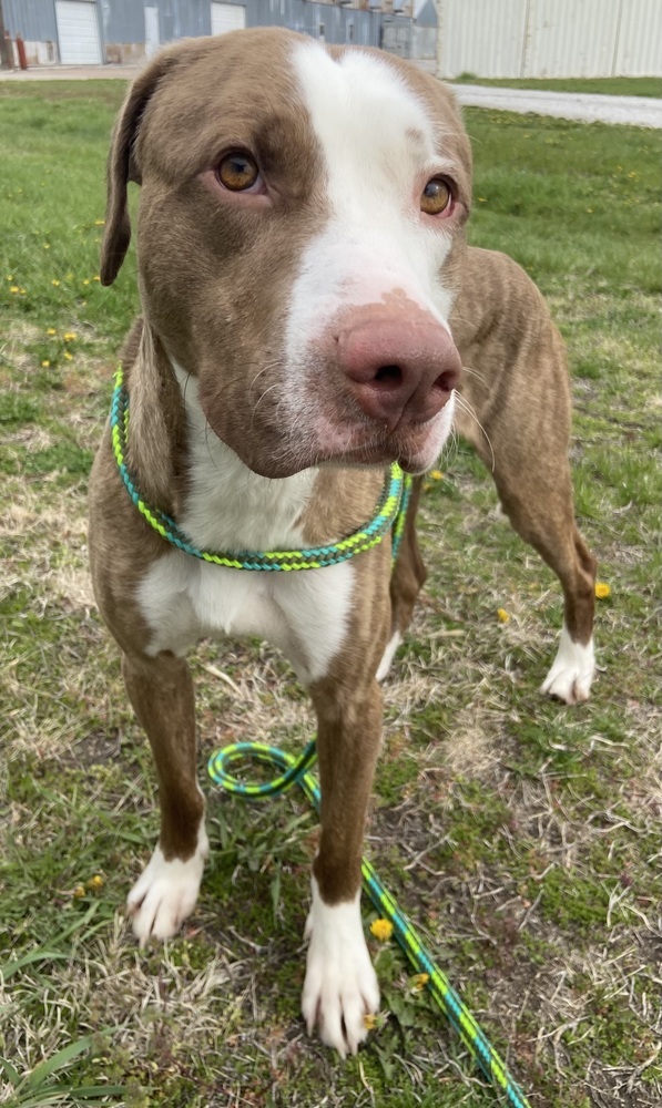 AC Jack, an adoptable Labrador Retriever, Catahoula Leopard Dog in Fremont, NE, 68025 | Photo Image 2