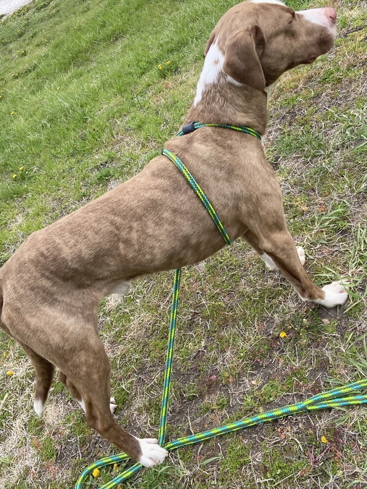 AC Jack, an adoptable Labrador Retriever, Catahoula Leopard Dog in Fremont, NE, 68025 | Photo Image 3