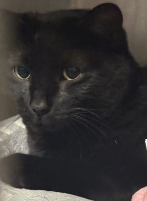 AC Mama Kitty, Adult Female Domestic Short Hair