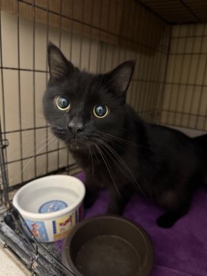 AC Holly, Adult Female Domestic Short Hair