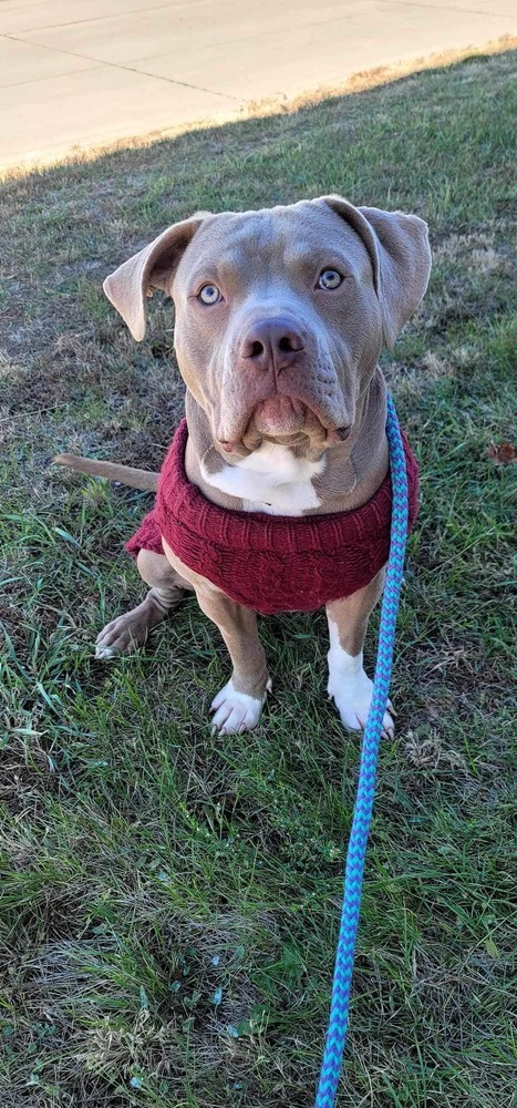 AC William, an adoptable Pit Bull Terrier in Fremont, NE, 68025 | Photo Image 1