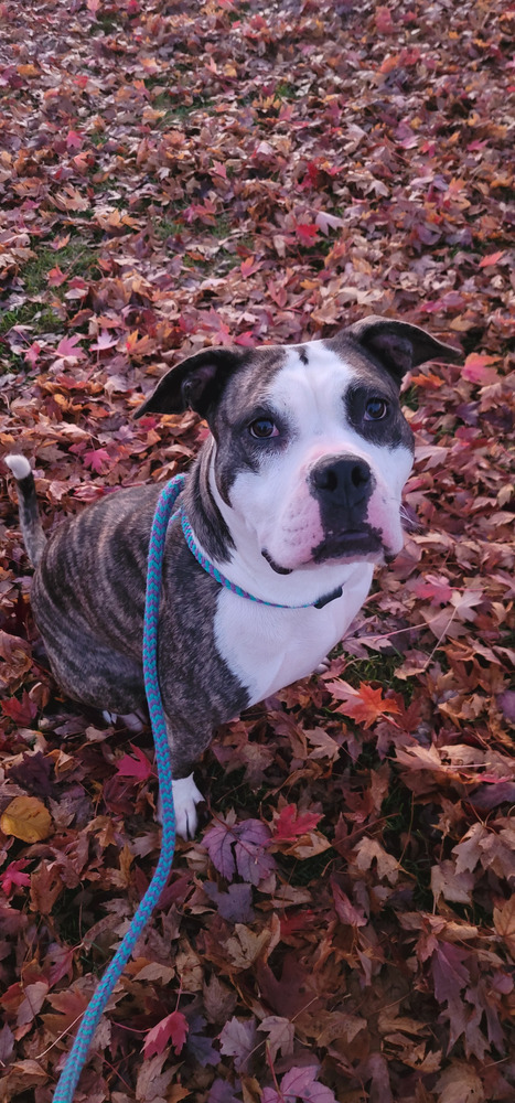 AC Missy, an adoptable American Staffordshire Terrier in Fremont, NE, 68025 | Photo Image 2