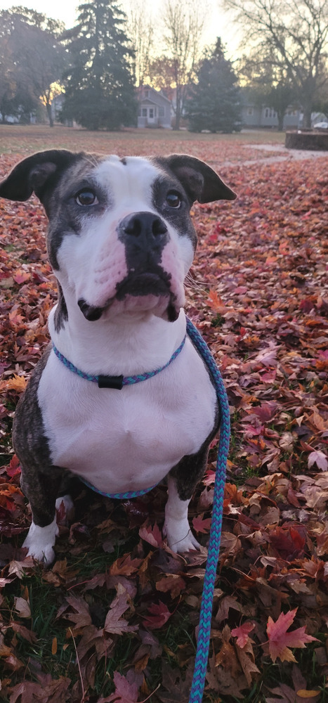 AC Missy, an adoptable American Staffordshire Terrier in Fremont, NE, 68025 | Photo Image 3