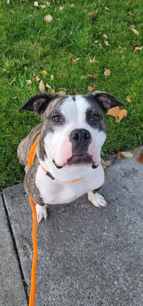 AC Missy, an adoptable American Staffordshire Terrier in Fremont, NE, 68025 | Photo Image 4