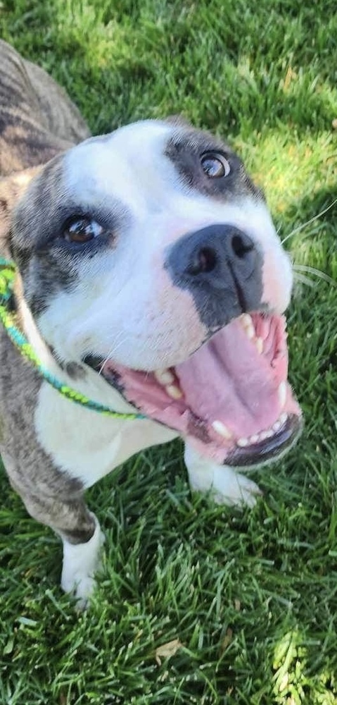 AC Missy, an adoptable American Staffordshire Terrier in Fremont, NE, 68025 | Photo Image 5