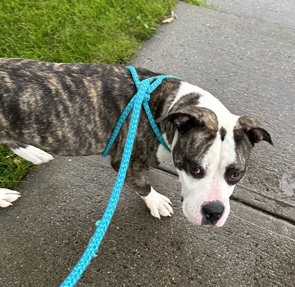 AC Missy, an adoptable American Staffordshire Terrier in Fremont, NE, 68025 | Photo Image 6